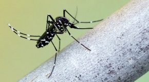 Les moustiques : UNE CALAMITÉ !!!