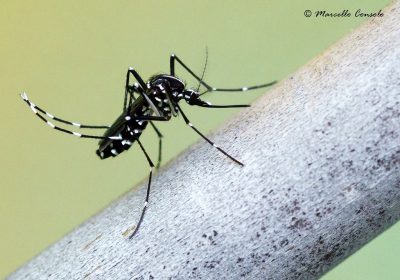 Les moustiques : UNE CALAMITÉ !!!